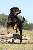 ROTTWEILER 137